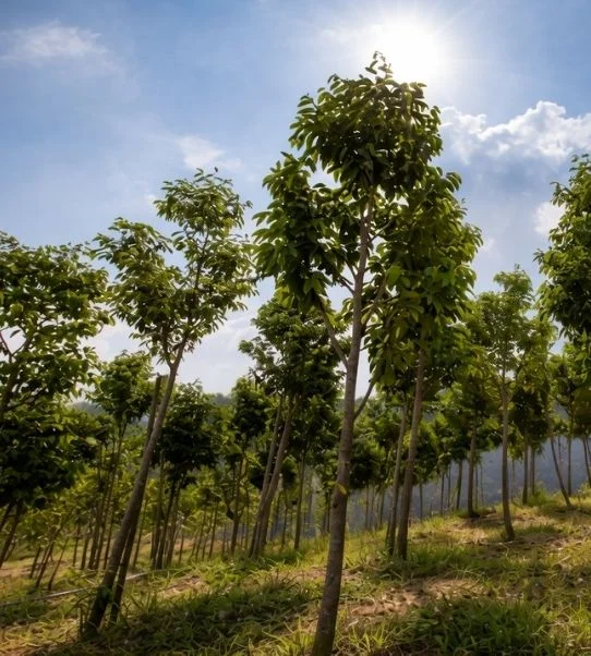 Agarwood Plantation
